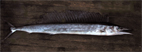 Mediterranean Spearfish