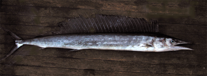 Mediterranean Spearfish